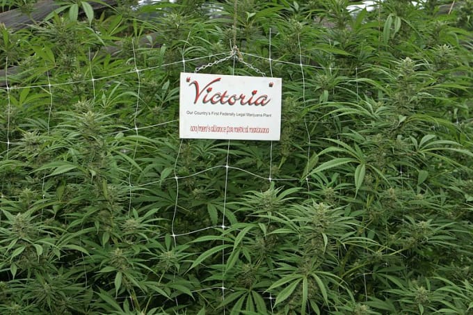 medicinal-weed-victoria